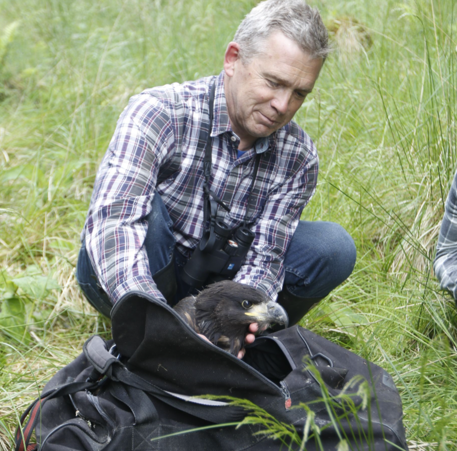 Collecting a chick on Mull for a Isle of White reintroduction project credit Nic Davies
