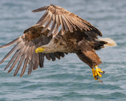 A white-tailed eagle in flight - option 2 - credit Les Cater (rspb-images.com)