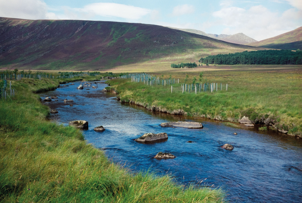 1 Newly planted trees beside the River Muick