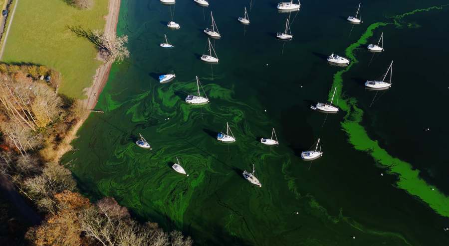 Algal bloom in Windermere. Credit: