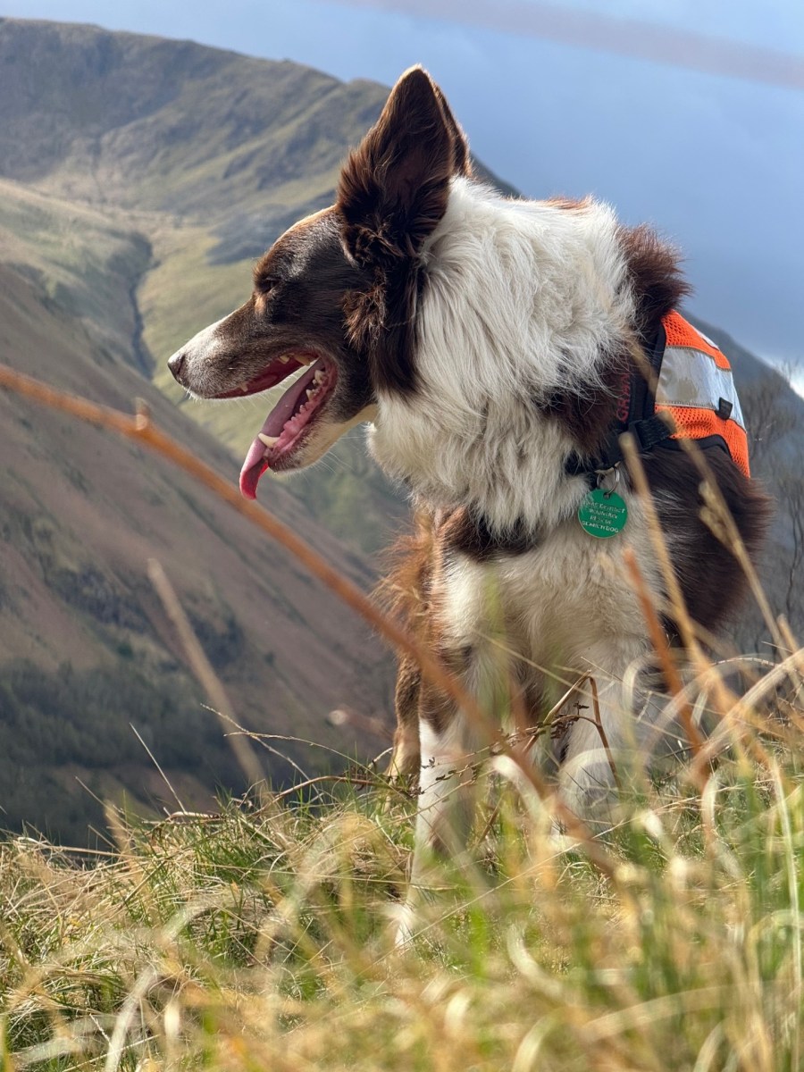 Borch the Search Dog. Credit: Supplied.