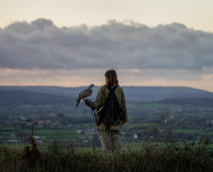 H is for Hawk