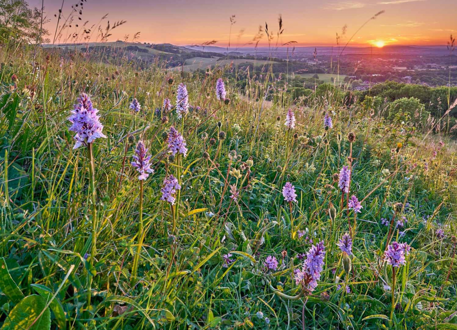 Common spotted orchids in a thriving wildflower meadow near Washington in the South Downs. Credit - Matthew J. Thomas