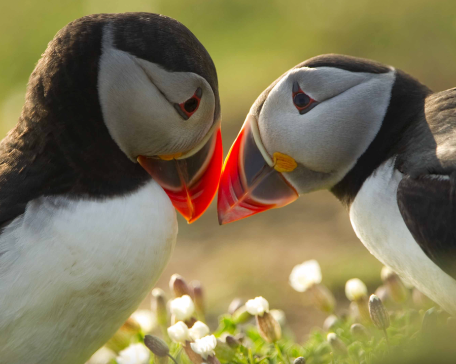 Atlantic puffins on Skomer Island, Pembrokeshire. Credit - Danny Green:naturepl.com