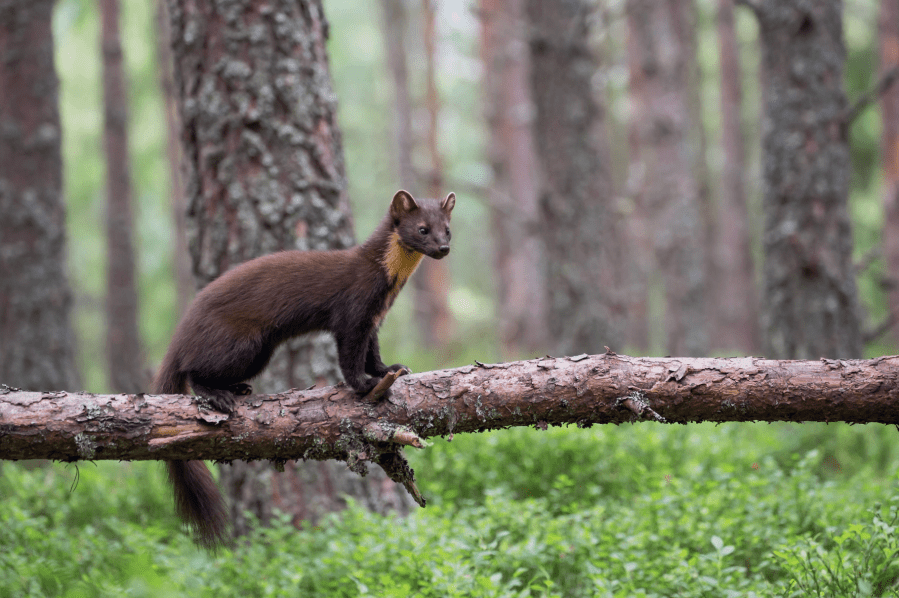 A pine marten in Loch Lomond & The Trossachs national park. Credit - Scotland The Big Picture