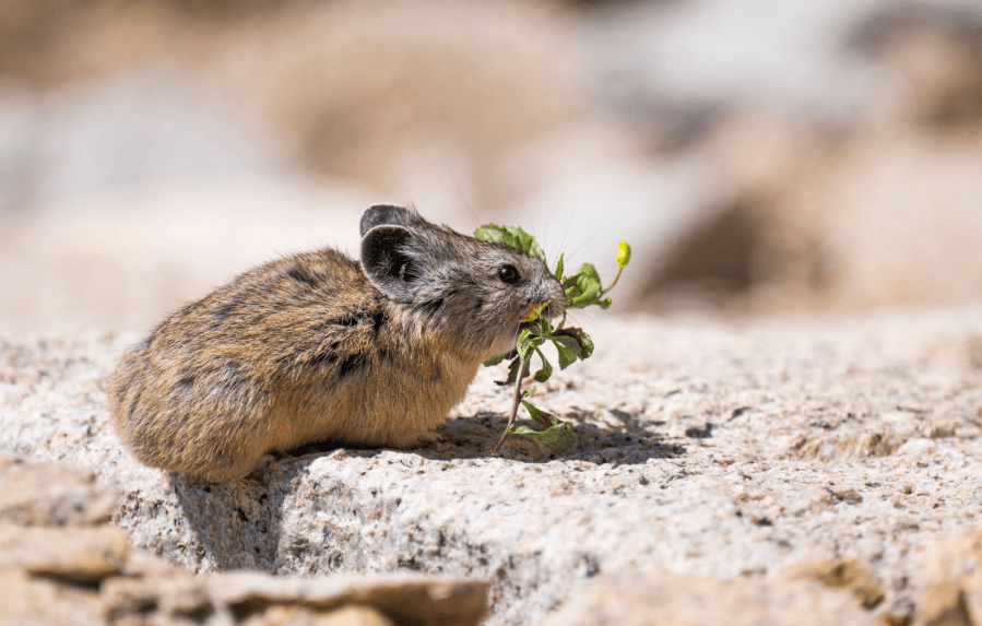 A pika gathers bedding material on Mount Gould