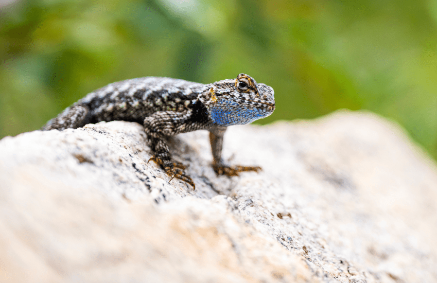 A fence lizard - a common sight in the High Sierra