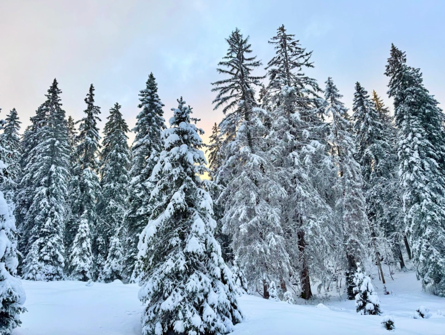 A snowy clearing in the trees - swiss jura