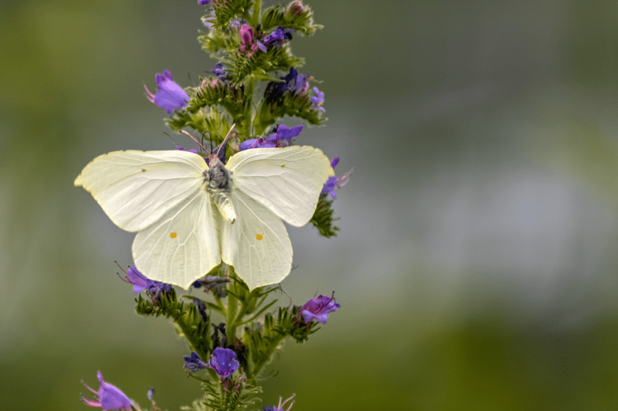 A brimstone companion. Credit: Adelar Eleramo / Shutterstock