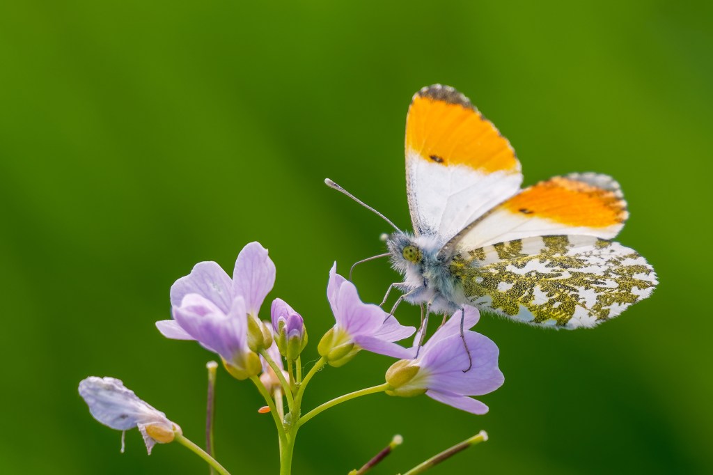 An orange tip butterfly. Credit: Shutterstock