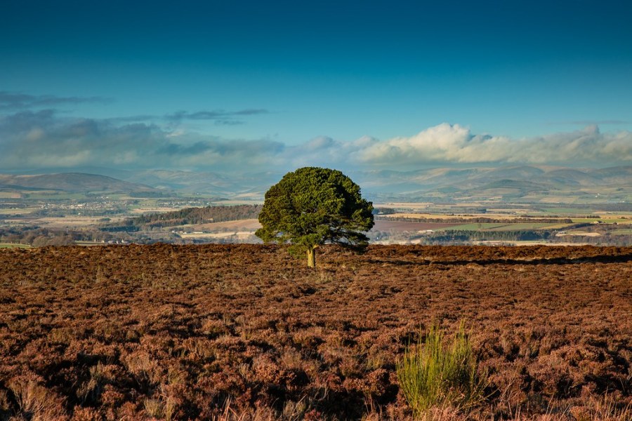 Carrot Hill, Forfar. Credit: Visit Angus