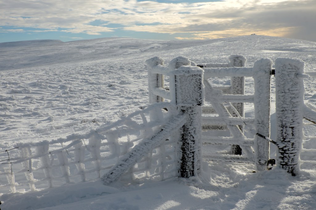 On Little Knapside Hill. Credit: Vivienne Crow