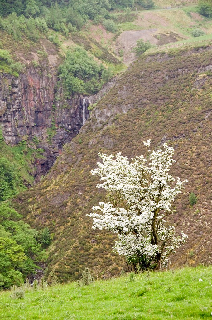 Ffrwd Fawr, a dramatic 40-metre waterfall, is best viewed from the track near Pen y Waun-fawr. Credit: Roger Butler