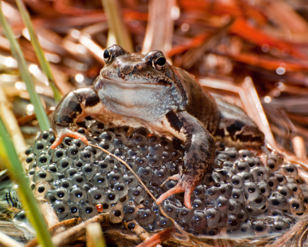 Main image: Frogspawn might seem a bit ‘primary school’, but so what?! | Credit: Rafal Kwiatkowski / Shutterstock