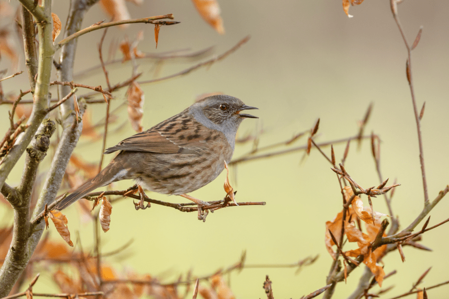 main_The Dunnock song is a sign of life_credit Menno Schaefer Shutterstock.jpg