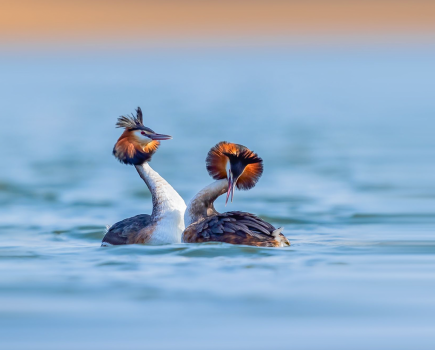 great crested grebe