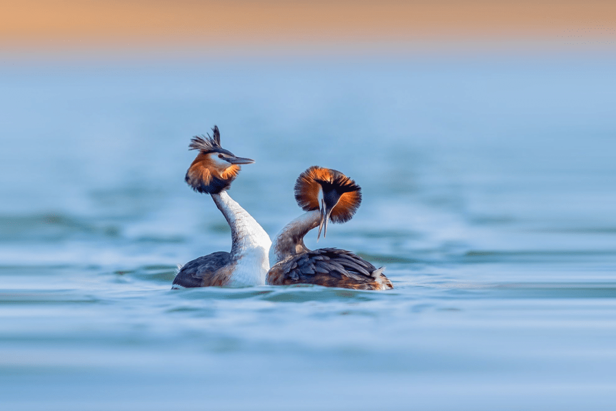 great crested grebe