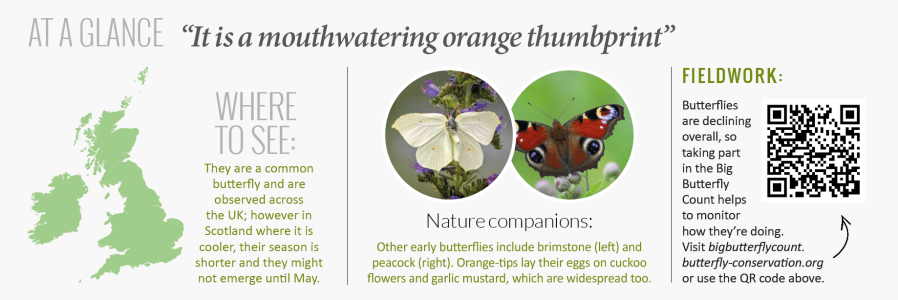 Nadia Shaikh goes synaesthetic for the start of spring,
almost tasting the orange tang of an early butterfly