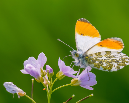 Main image: As above, not so below; a vivid male orange-tipped butterfly | Credit: Cliff Day / Shutterstock