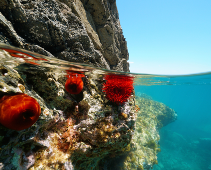 main_Rocky shore with beadlet anemones, split view half over and under water_credit Damsea : Shutterstock