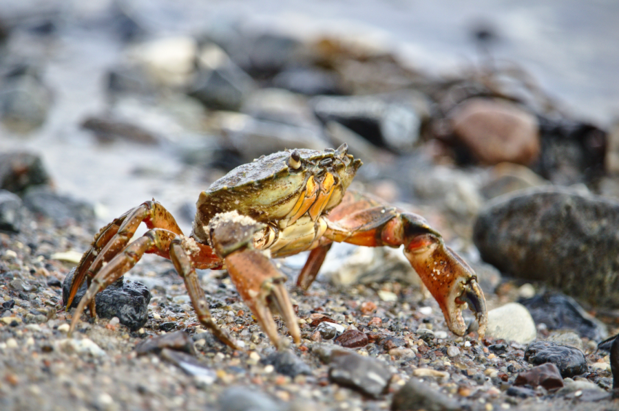insert_Common shore crab_credit Harald Schmidt : Shutterstock.jpg