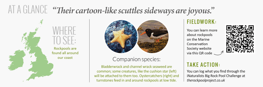 rockpooling