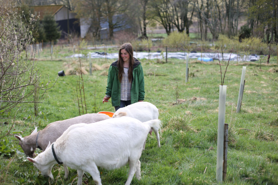 Rosa Bevan_Tap o' Noth Farm - Aberdeenshire_goatsinsilvopasture_byClemSandison