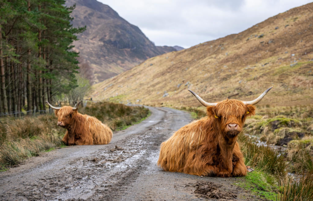 Highland cows on the approach track.jpg