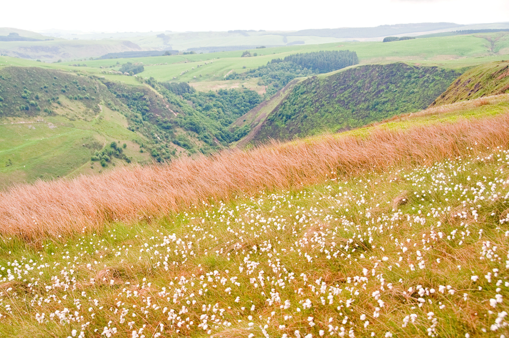 A blanket of cotton grass on Creigiau Pennant with views back to the head of the Twymyn gorge. Credit: Roger Butler