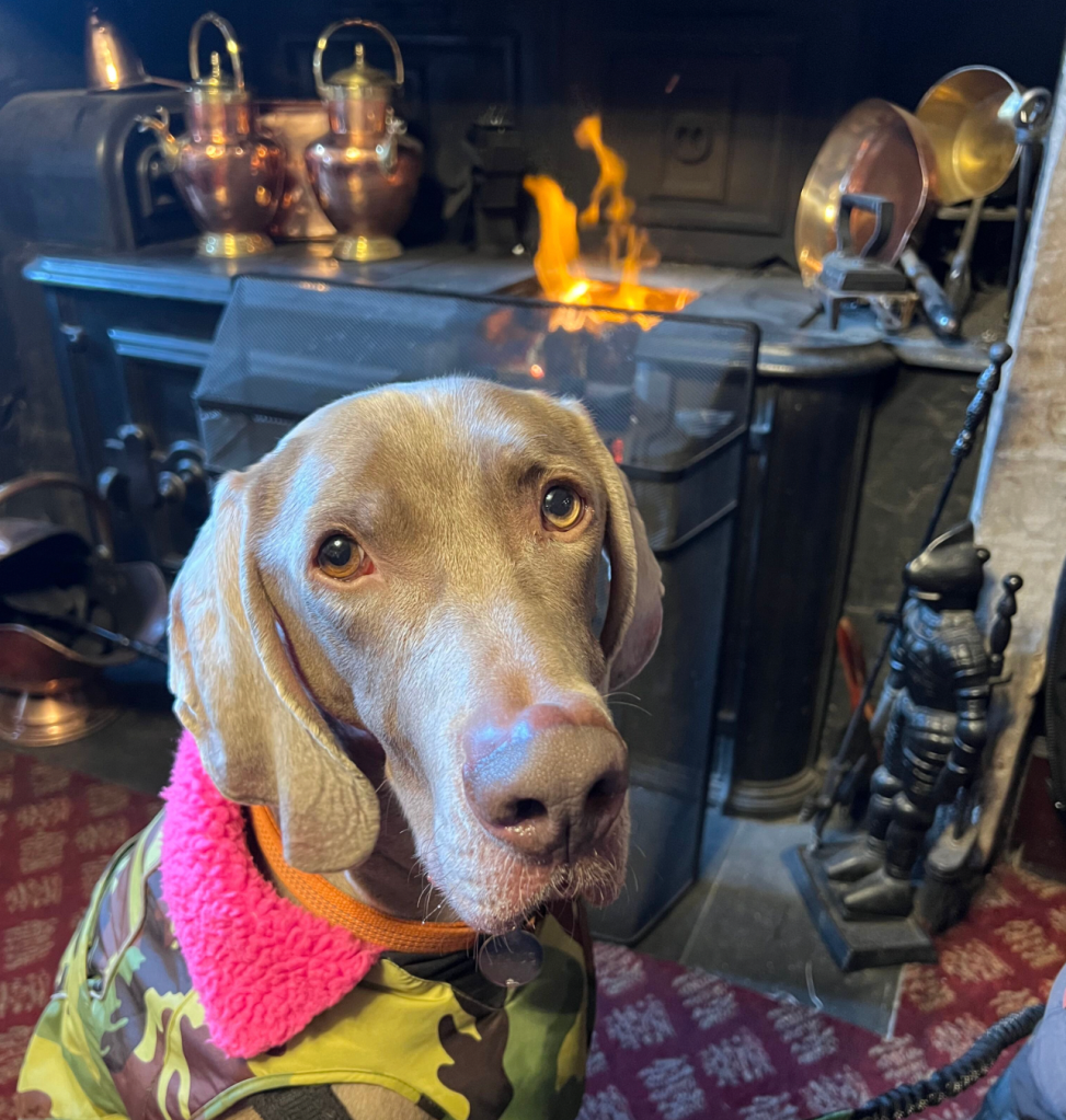 The dogs will thank you. Credit: Francesca Donovan
