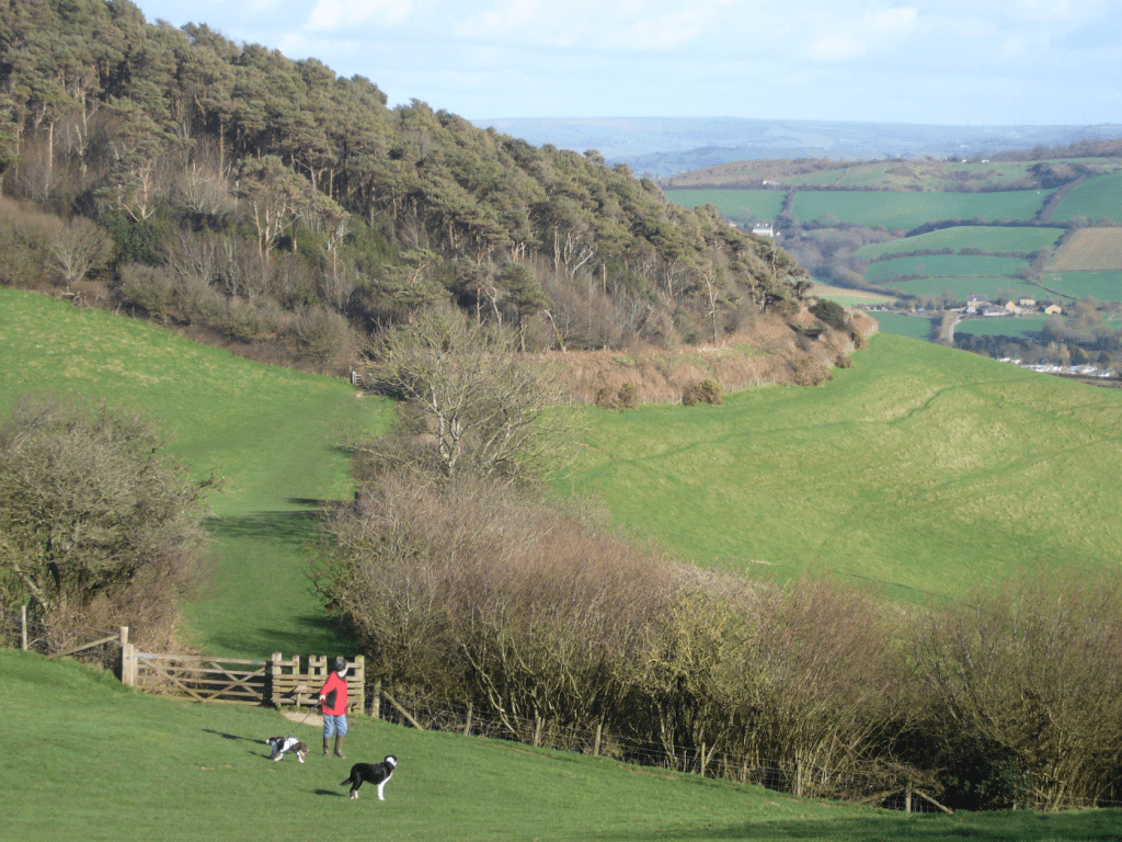 Wooded Langdon Hill. Credit: Fiona Barltrop