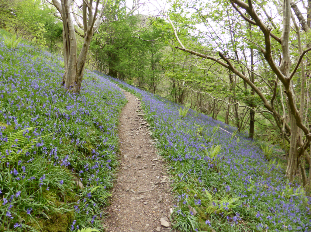 Bluebell-carpeted slopes on W side of Heddon Valley