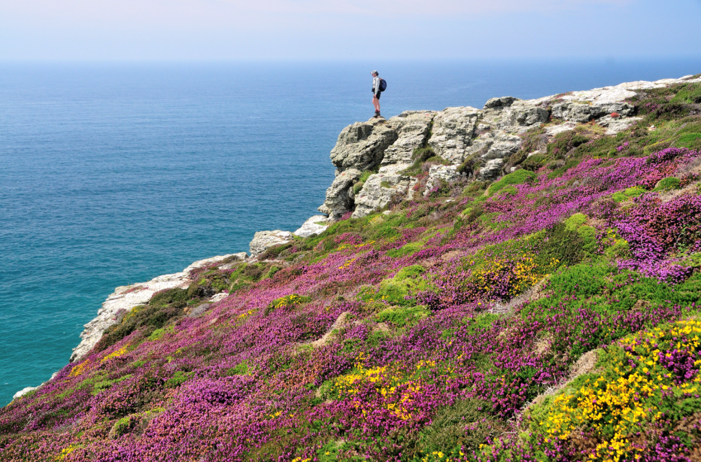 Photo 4: Dazzling heather and gorse on the Coast Path above Tubby’s Head. Credit: Roger Butler