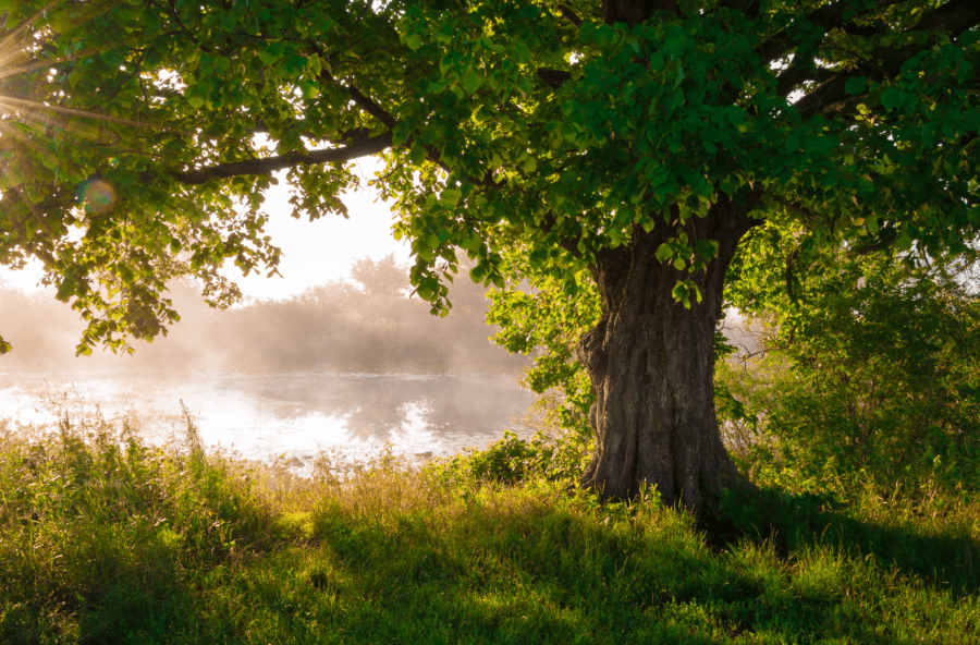 Trees don't gawk. Credit: UBG / Shutterstock