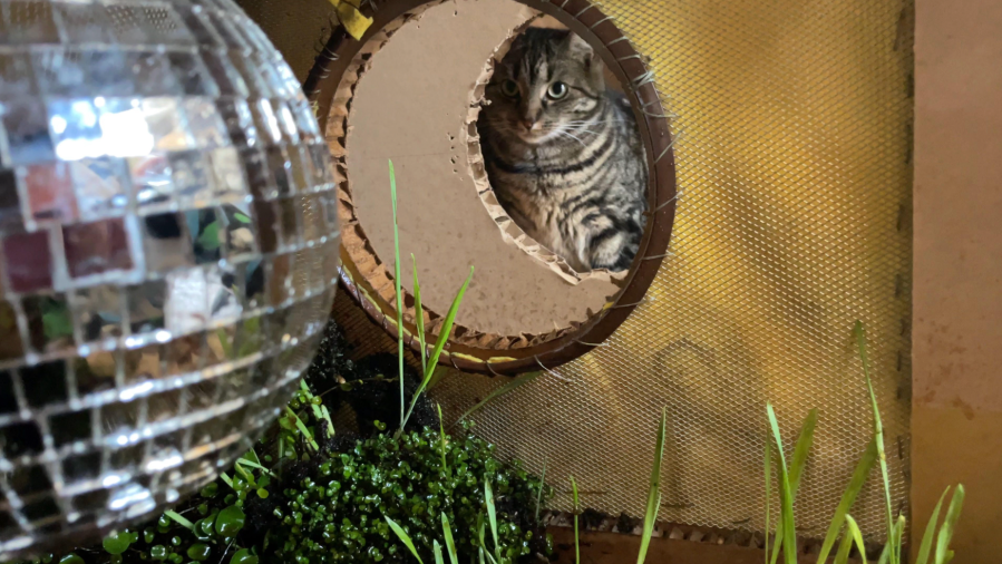 chronic illness - Abi Palmer finds herself talking to her cats about the outside world - credit Abi Palmer