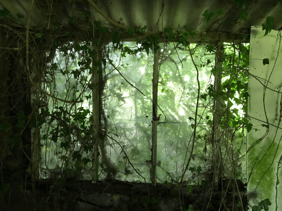 Ivy reclaiming neglected spaces in Kent, blurring the distinction between inside and out