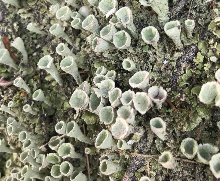 chronic illness - Noticing the small things - like these pixie cups - defines Louise's relationship with nature