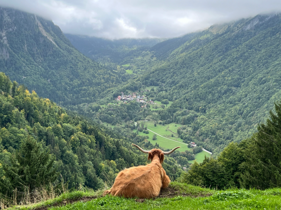 1 A bovine view over the Morge valley, which forms part of the French-Swiss border in the Valais Alps.jpeg