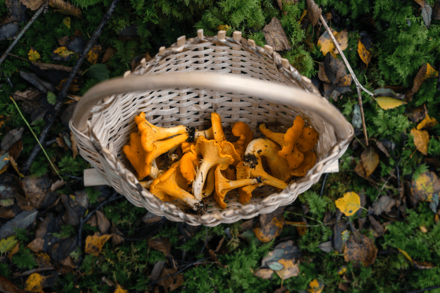 new outdoor skill - Some foraged foods - like mushrooms - are the province of the experienced, pic credit Miscellaneous Adventures