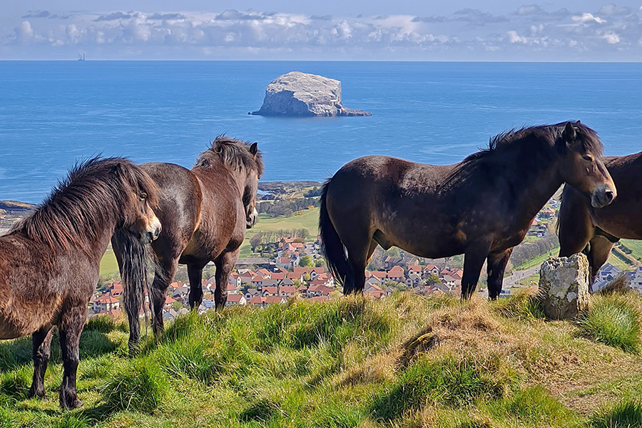 Ponies on North Berwick Law. Credit: Elaine Craig