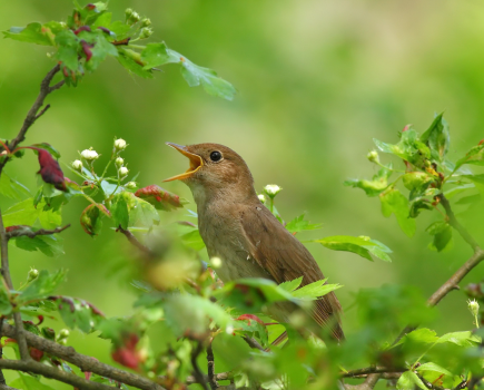 main_Nightingale singing on a flowering branch_ credit Raldugina Oksana Shutterstock
