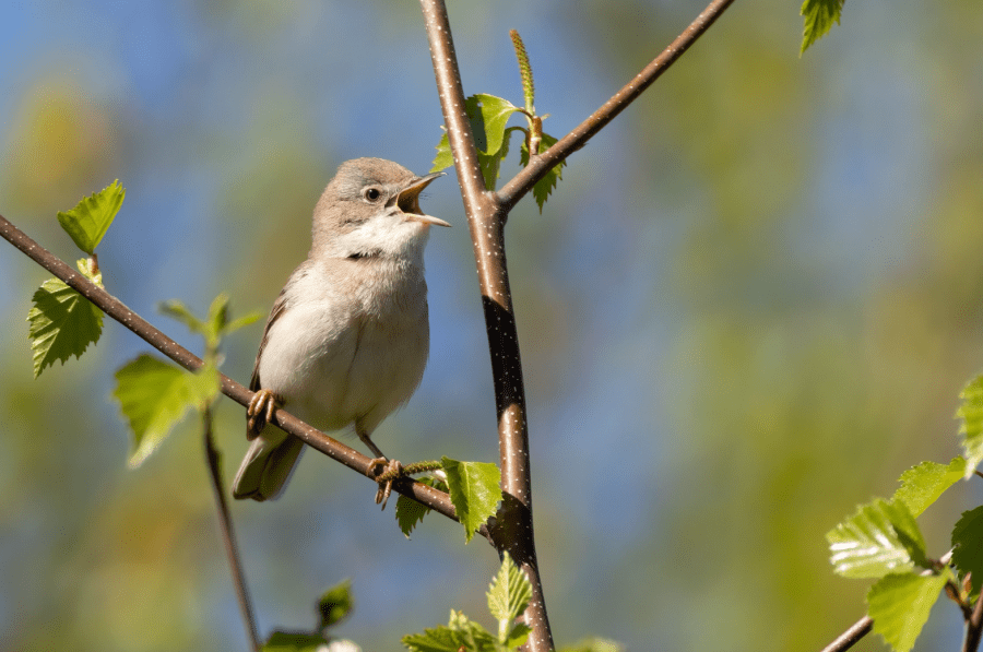 companion_whitethroat _credit Risto Puranen Shutterstock