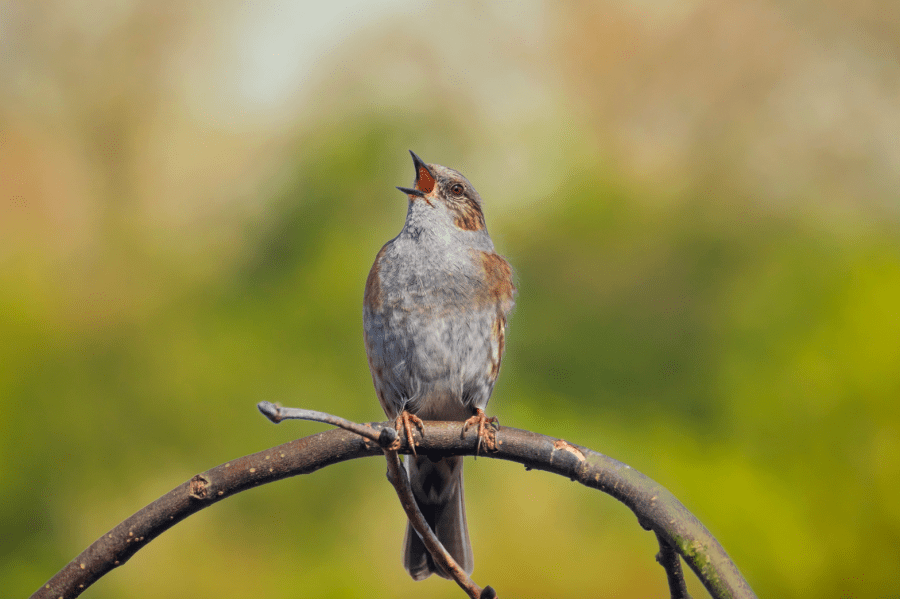 A companion bird, the dunnock. Credit: Sander Meertins Photography / Shutterstock