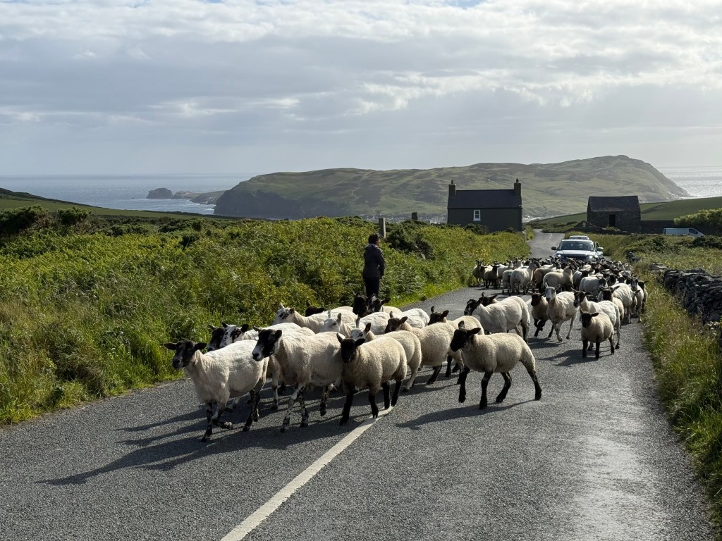 Traffic at Cregneash. Credit: Francesca Donovan