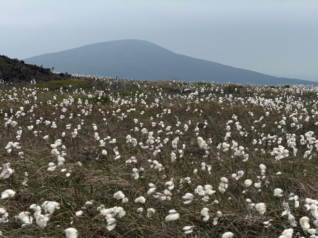 Raad ny Foillan - The trig on Crock ny Arrey Laa, strewn with cotton grass, South Barrule beyond. Credit: Francesca Donovan