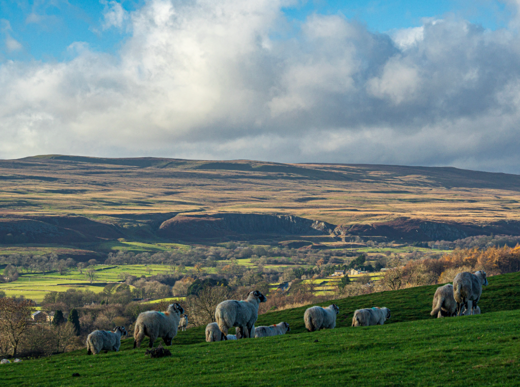 Durham Dales 30 - Crossthwaite Scars from Stanhope Gate - DD30-020160