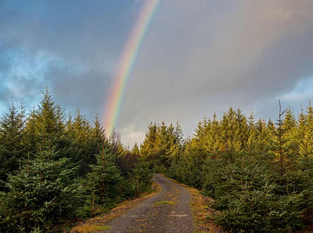 insert_14 - Rainbow over Hamsterley Forest - DD30-020140.jpg