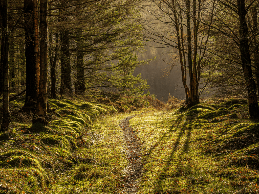 Hamsterley Forest. Credit: Ian Battersby