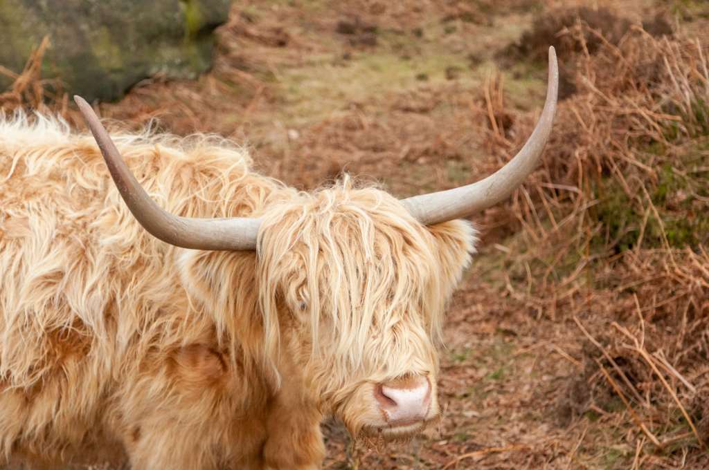 Longhorn Cattle on Blackstone Edge. Credit: Chiz Dakin