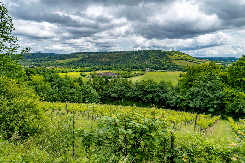 surrey three peaks - Denbies Estate. Credit: Nike Werstroh